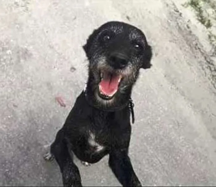 Cachorro ra a SRD idade 3 anos nome Pangaré