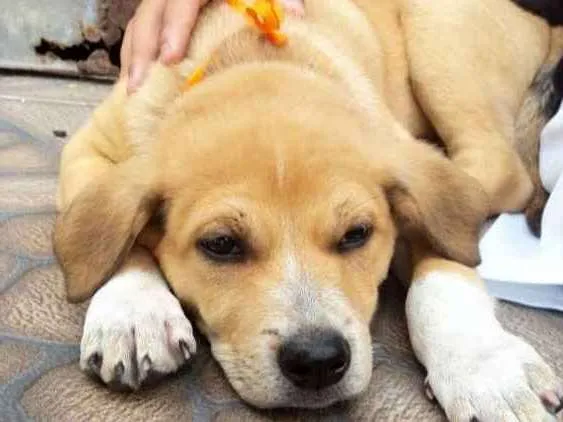 Cachorro ra a Vira lata idade 2 a 6 meses nome Não tem 