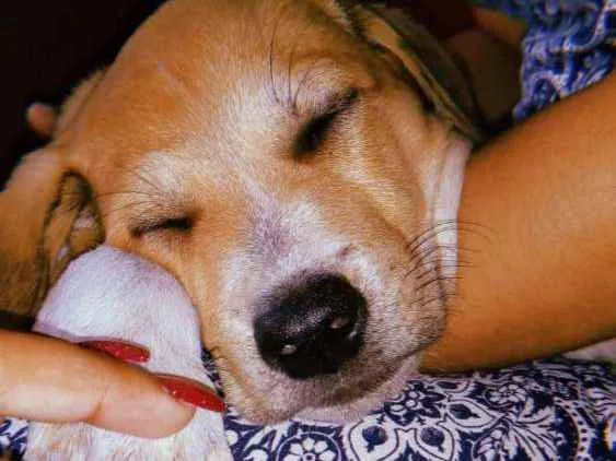 Cachorro ra a Vira lata idade 2 a 6 meses nome Não tem 