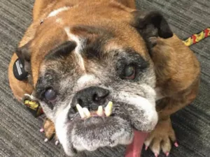 Cachorro raça Bulldog idade 2 a 6 meses nome Dog