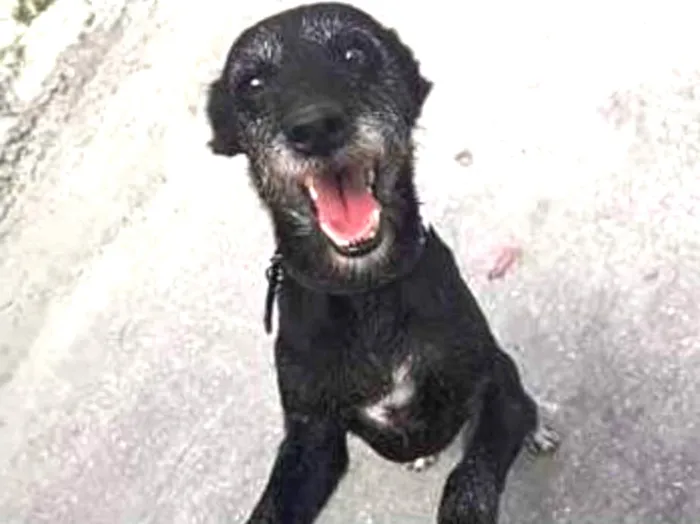 Cachorro ra a SRD idade 3 anos nome Pangaré