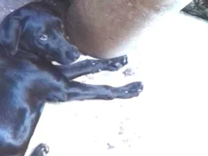 Cachorro raça Vira-lata idade 7 a 11 meses nome Não sei