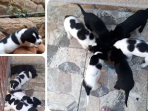 Cachorro raça Labrador com Border Collie idade Abaixo de 2 meses nome Filhotes