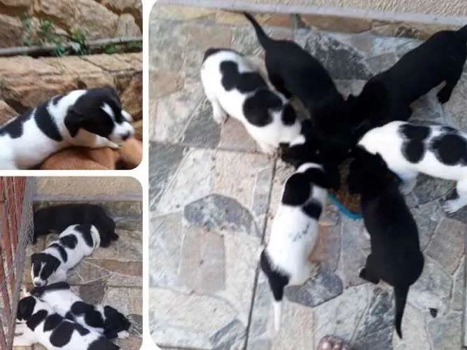 Cachorro ra a Labrador com Border Collie idade Abaixo de 2 meses nome Filhotes