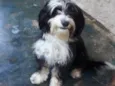 Marley