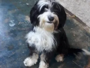 Cachorro raça Poodle idade 2 anos nome Marley