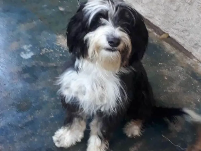 Cachorro ra a Poodle idade 2 anos nome Marley