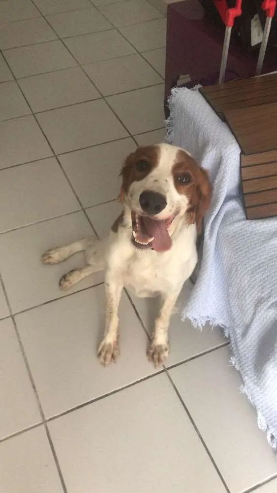 Cachorro ra a Spaniel bretao idade 1 ano nome Lumiere