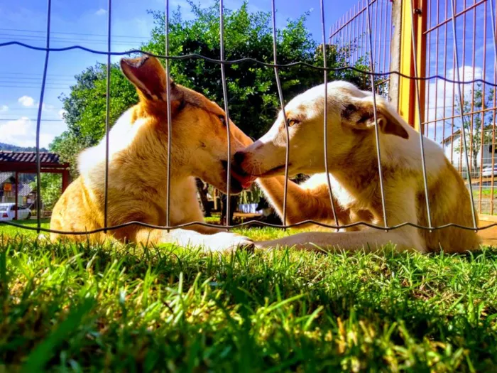 Cachorro ra a Vira lata idade 2 anos nome Pit e Pink