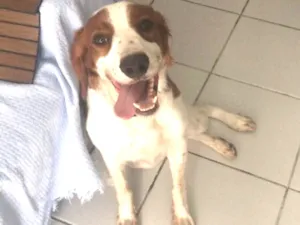 Cachorro raça Spaniel bretao idade 1 ano nome Lumiere