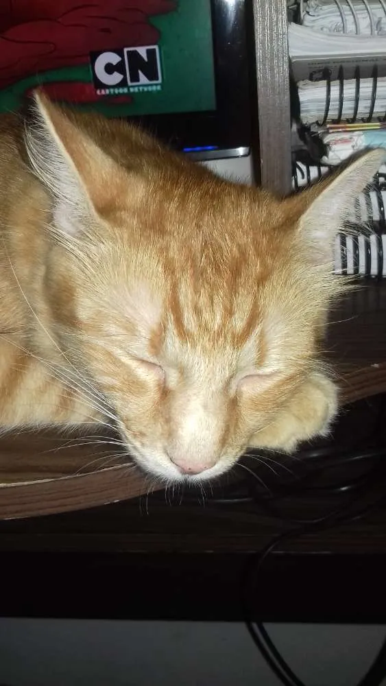 Gato ra a Vira lata idade 1 ano nome Simba 