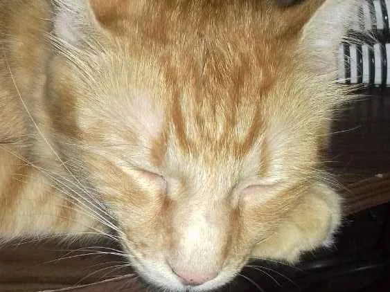 Gato ra a Vira lata idade 1 ano nome Simba 