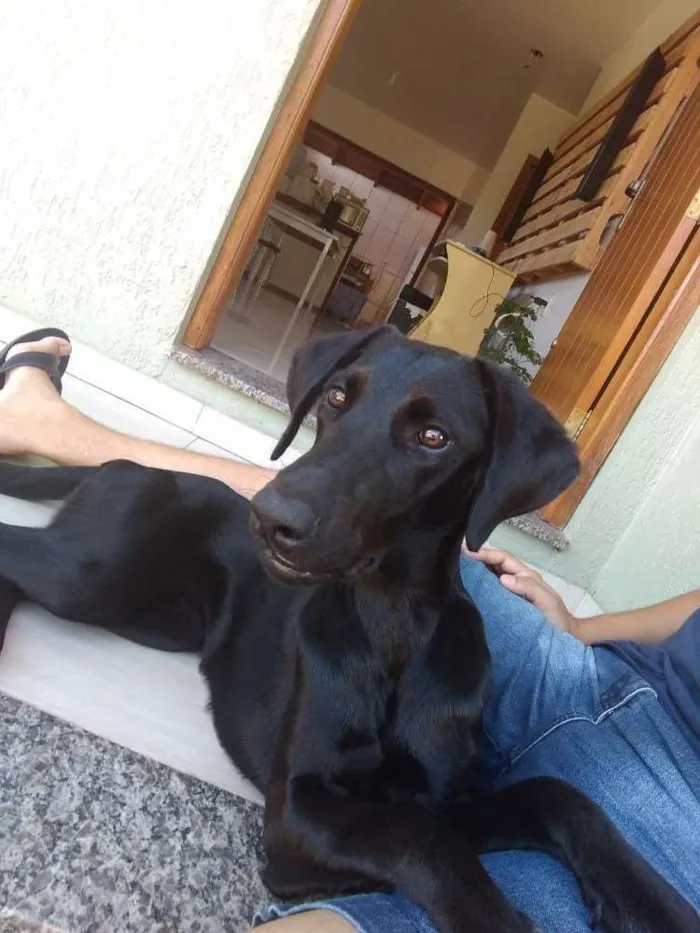 Cachorro ra a Vira lata com labrador idade 2 anos nome Pantera