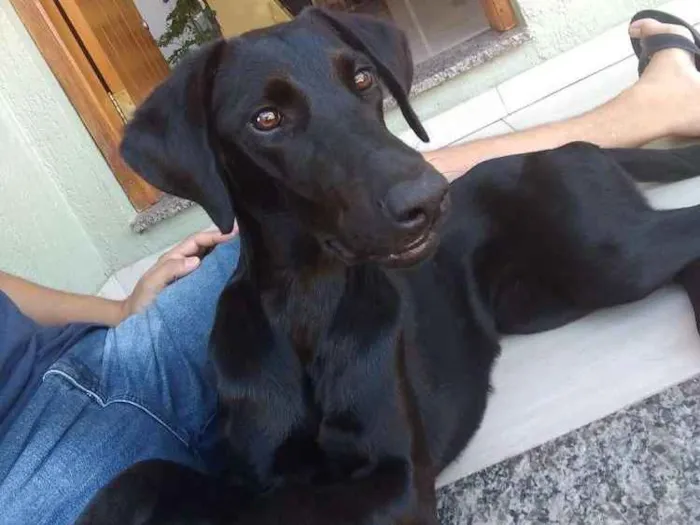 Cachorro ra a Vira lata com labrador idade 2 anos nome Pantera