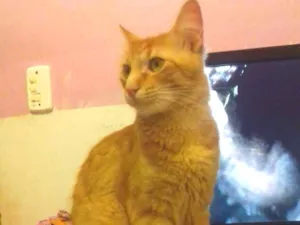 Gato raça Vira lata idade 1 ano nome Simba 