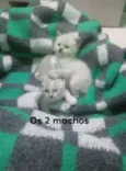 Gatinhos peludos e s