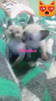 Gatinhos peludos e s