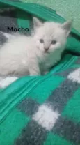 Gatinhos peludos e s