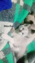 Gatinhos peludos e s