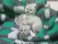 Gatinhos peludos e s