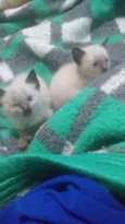Gatinhos peludos e s