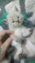 Gatinhos peludos e s