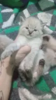 Gatinhos peludos e s