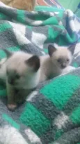 Gatinhos peludos e s