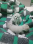 Gatinhos peludos e s