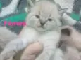 Gatinhos peludos e s