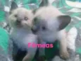 Gatinhos peludos e s