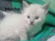Gatinhos peludos e s