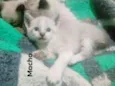 Gatinhos peludos e s