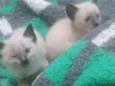 Gatinhos peludos e s