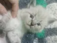Gatinhos peludos e s