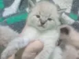 Gatinhos peludos e s