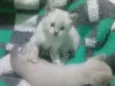 Gatinhos peludos e s