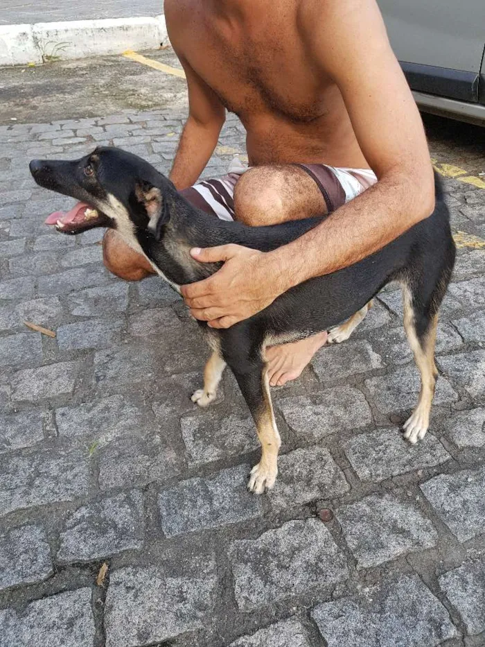 Cachorro ra a Sem raça definidq idade 7 a 11 meses nome Jennifer 