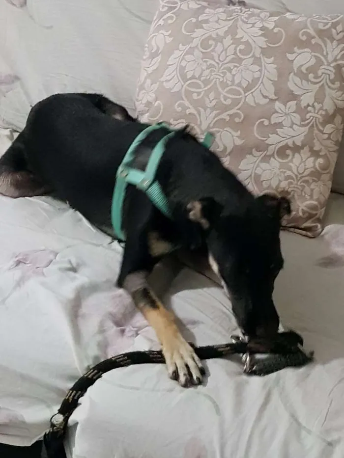 Cachorro ra a Sem raça definidq idade 7 a 11 meses nome Jennifer 