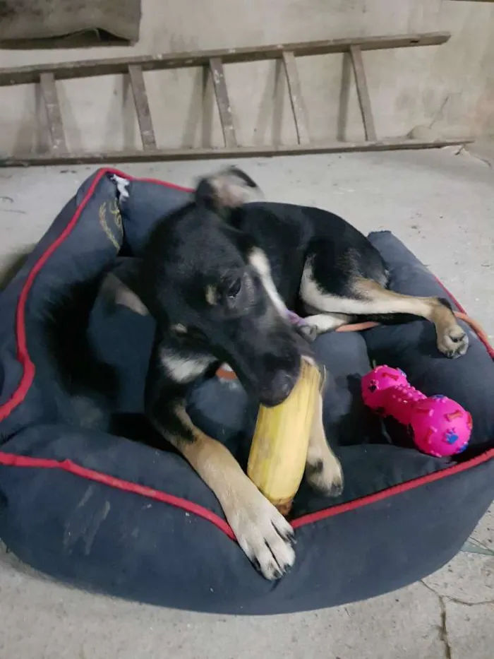 Cachorro ra a Sem raça definidq idade 7 a 11 meses nome Jennifer 