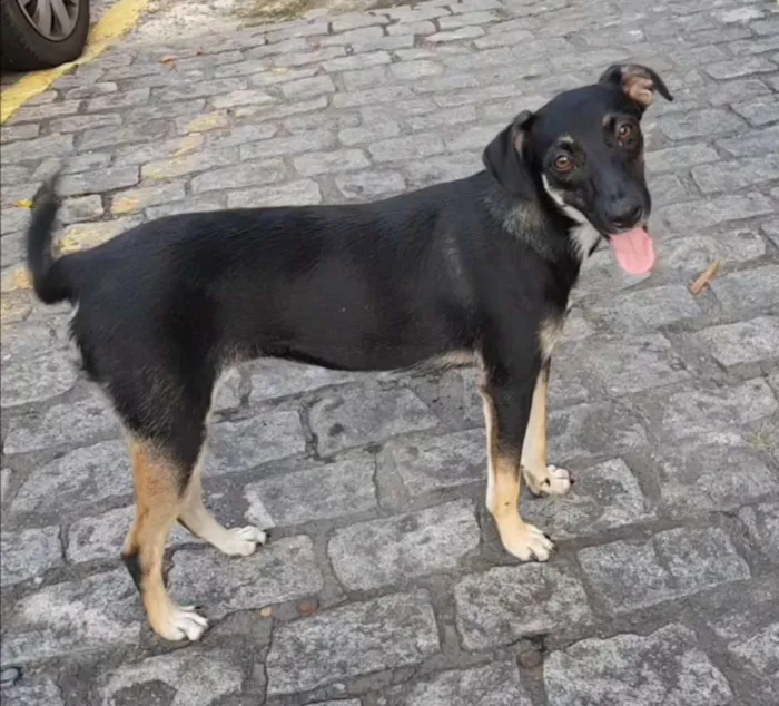 Cachorro ra a Sem raça definidq idade 7 a 11 meses nome Jennifer 
