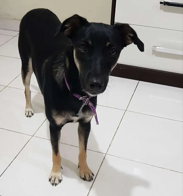 Cachorro ra a Sem raça definidq idade 7 a 11 meses nome Jennifer 