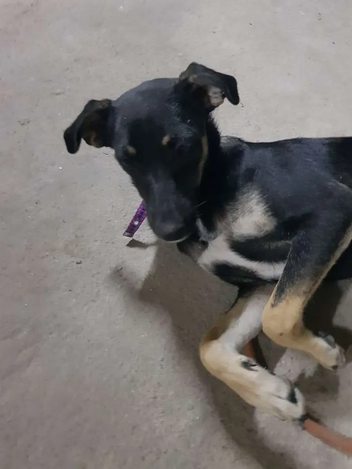 Cachorro ra a Sem raça definidq idade 7 a 11 meses nome Jennifer 
