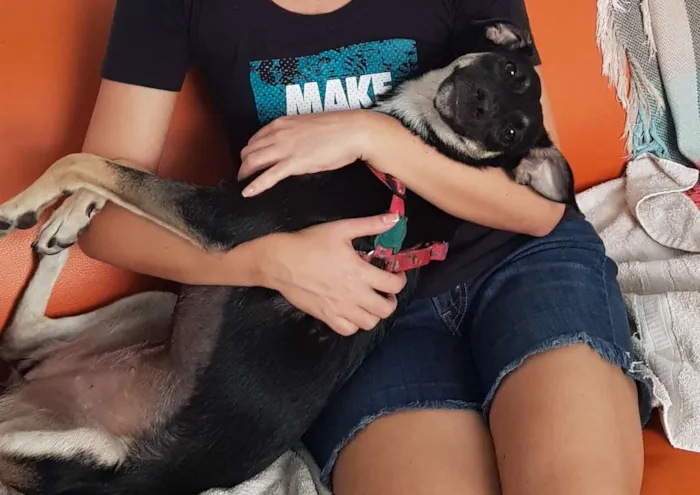 Cachorro ra a Sem raça definidq idade 7 a 11 meses nome Jennifer 