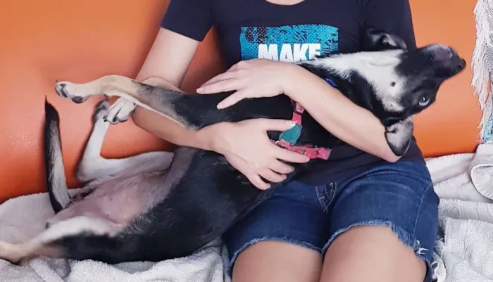 Cachorro ra a Sem raça definidq idade 7 a 11 meses nome Jennifer 