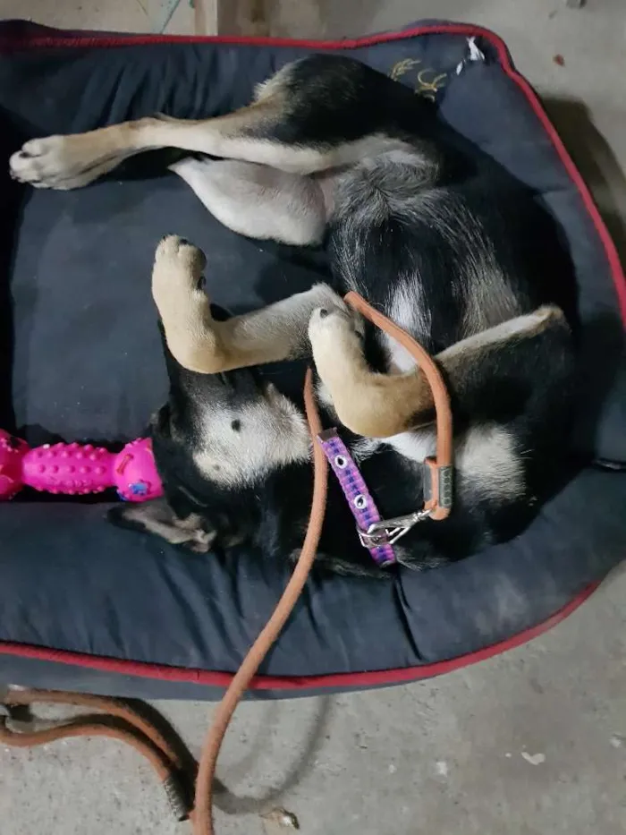 Cachorro ra a Sem raça definidq idade 7 a 11 meses nome Jennifer 
