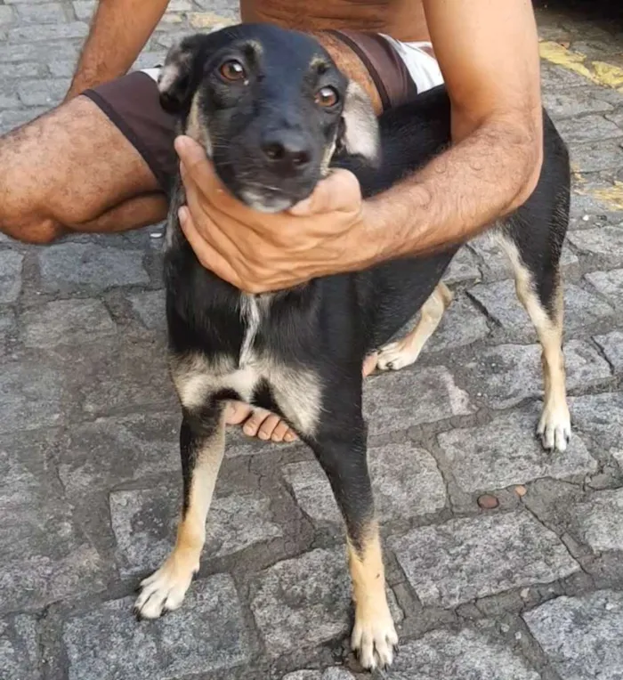Cachorro ra a Sem raça definidq idade 7 a 11 meses nome Jennifer 