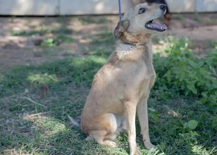 Cachorro ra a SRD idade 5 anos nome Jimmy