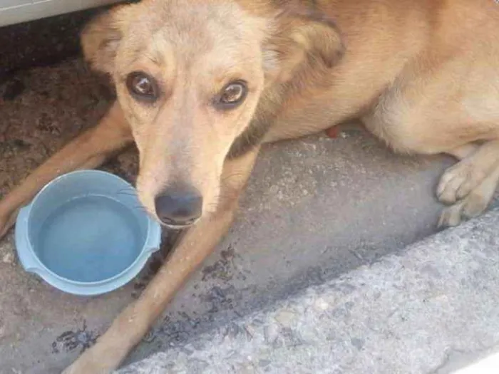Cachorro ra a SRD idade 5 anos nome Jimmy