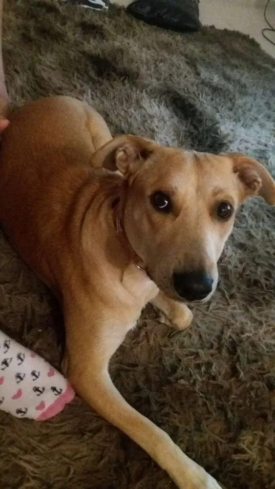 Cachorro ra a Sem raça definida idade 1 ano nome Susy